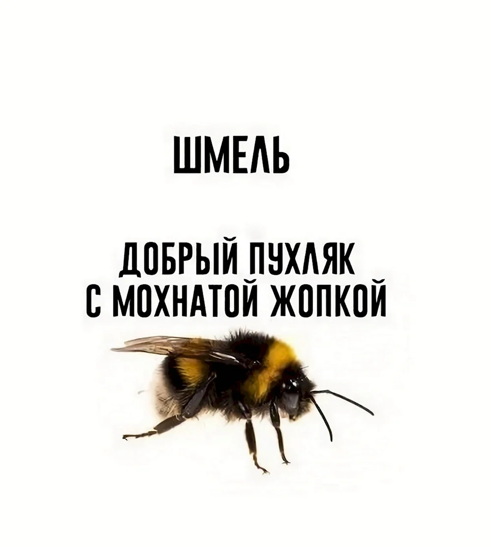 Смешной Шмель