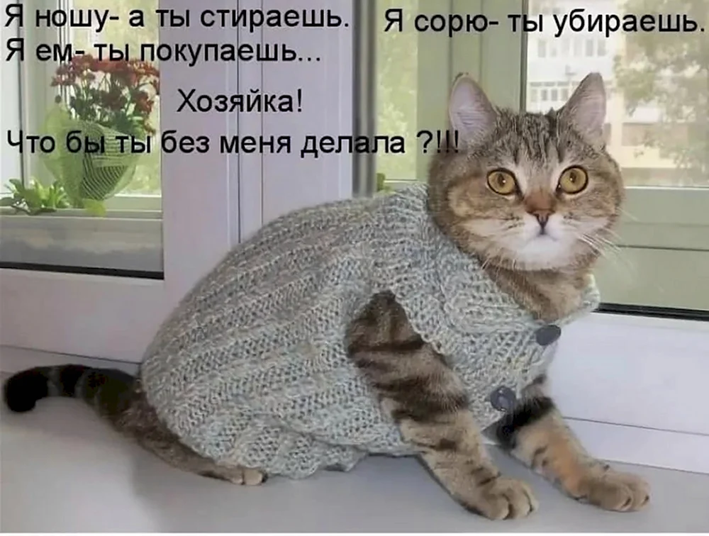 Смешные котики с надписями