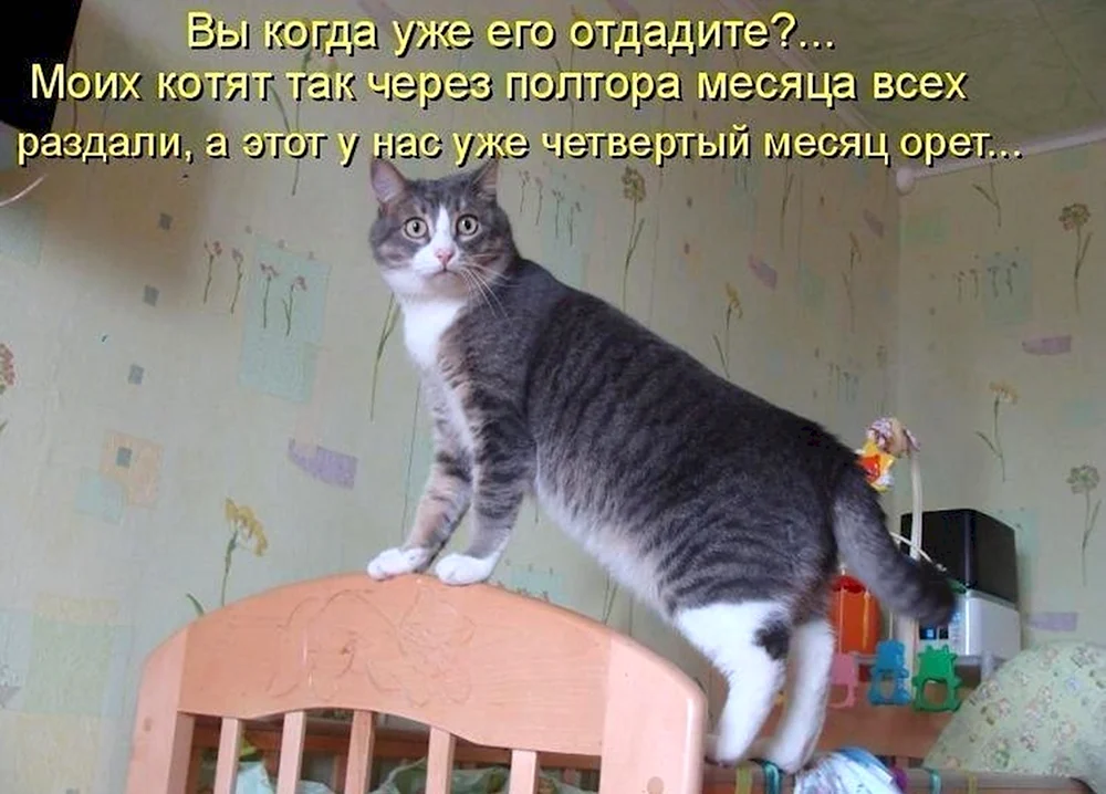 Смешные коты с подписями