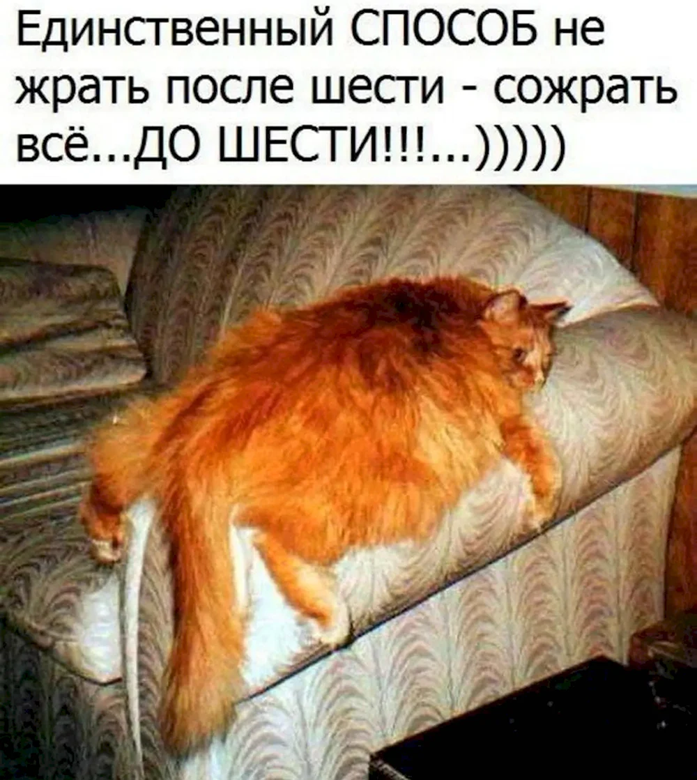 Смешные рыжие коты с надписями