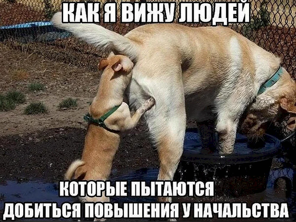 Собака нюхает