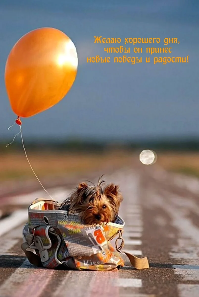 Собака с воздушными шарами