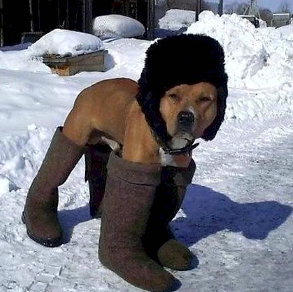 Собака в валенках и шапке