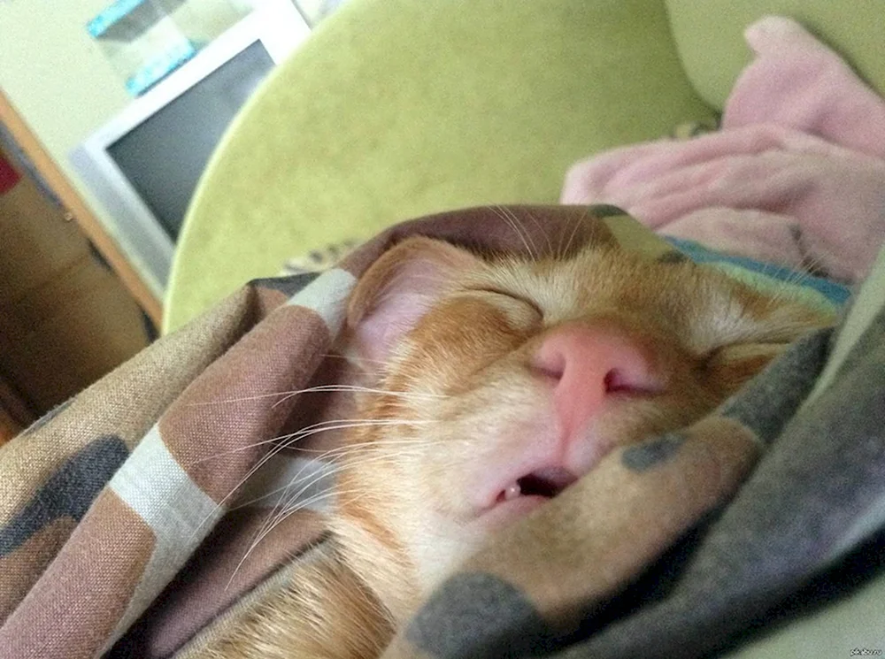 Спящий кот с открытым ртом