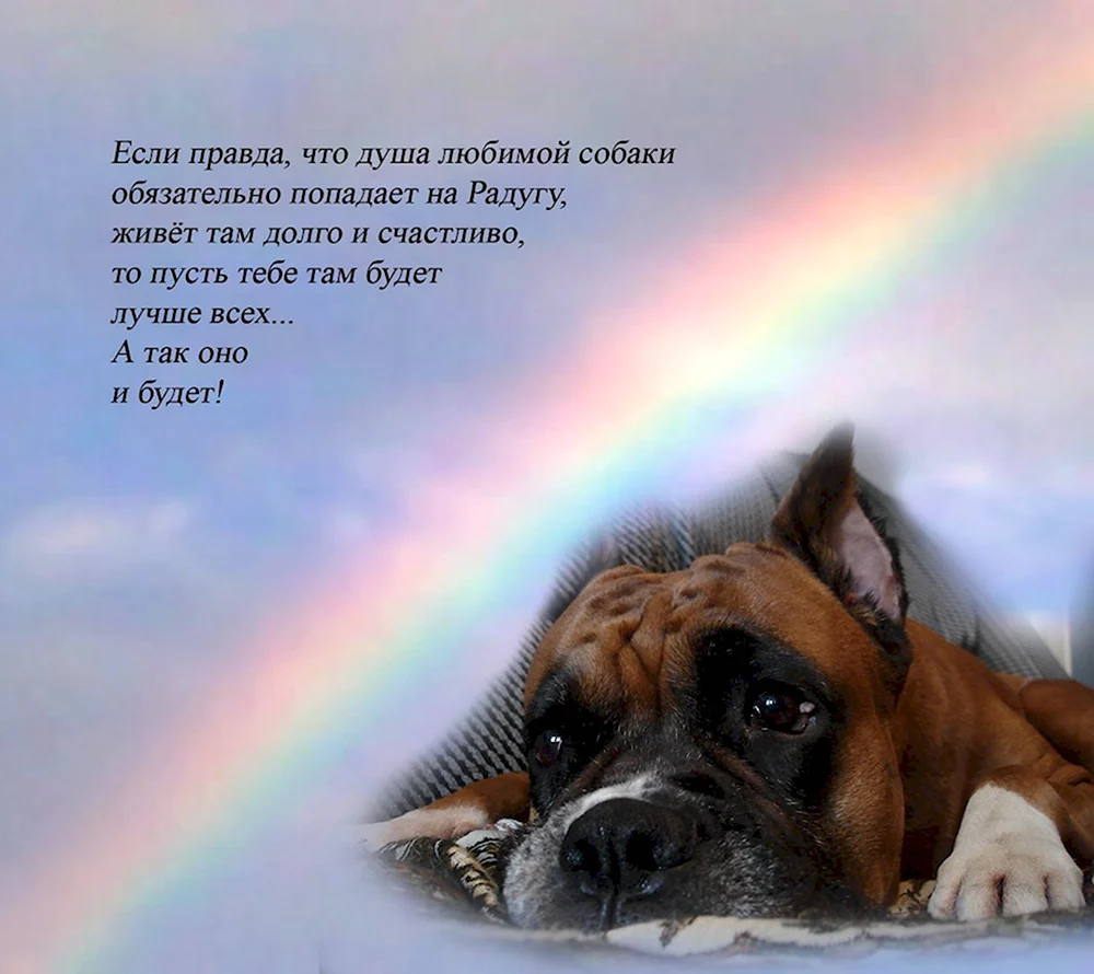 Стих в память о собаке