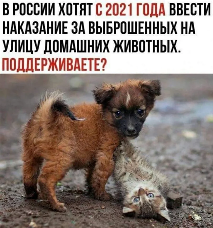 Стихи про бездомных животных