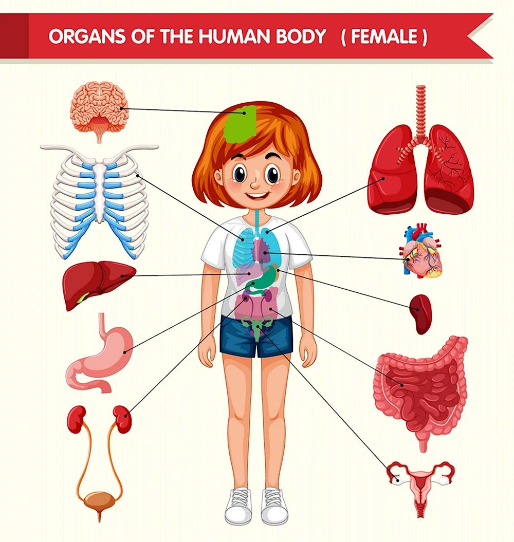 Строение человека для детей