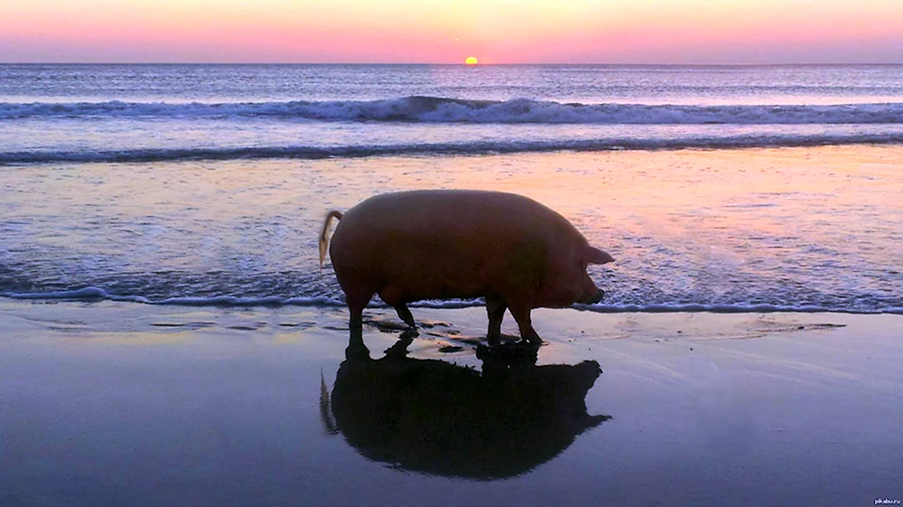 Свинья на пляже на закате