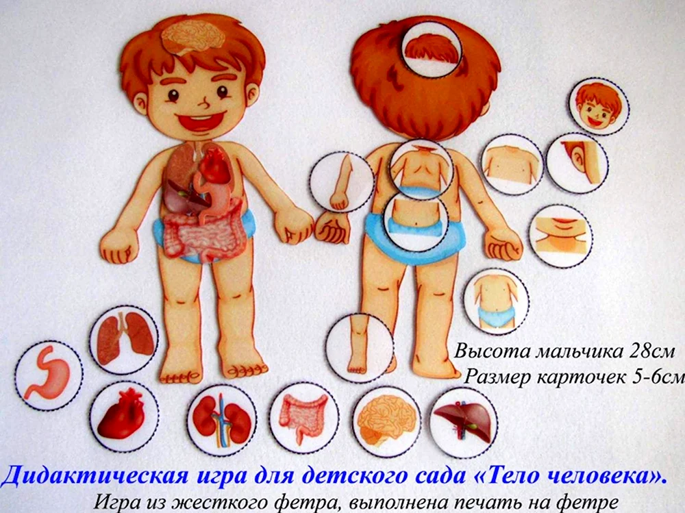 Тело человека для детей в детском саду