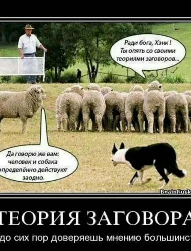 Теория заговора овцы
