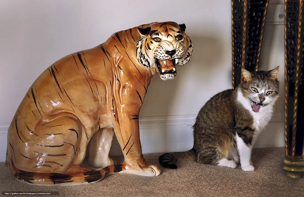 Тигр и кошка