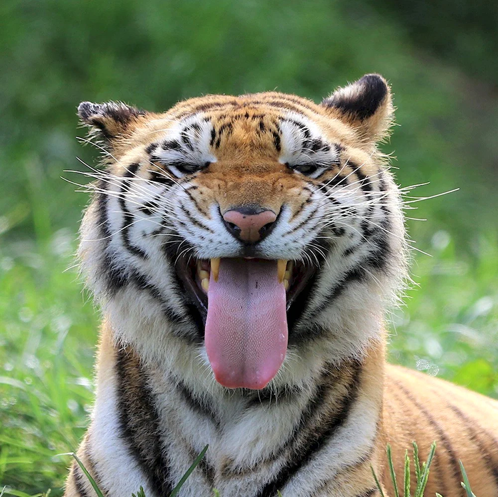 Тигр улыбается