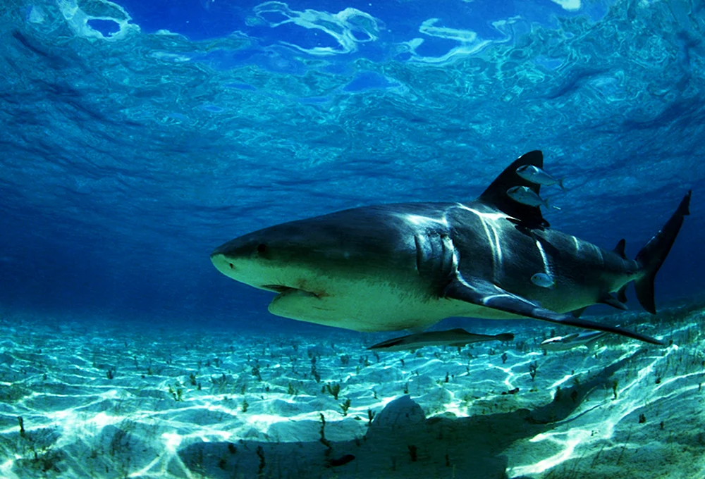 Тигровая акула в Красном море