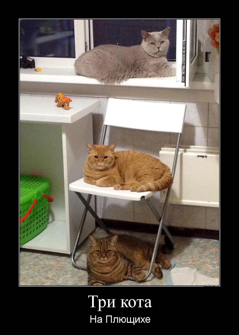Три кота демотиватор