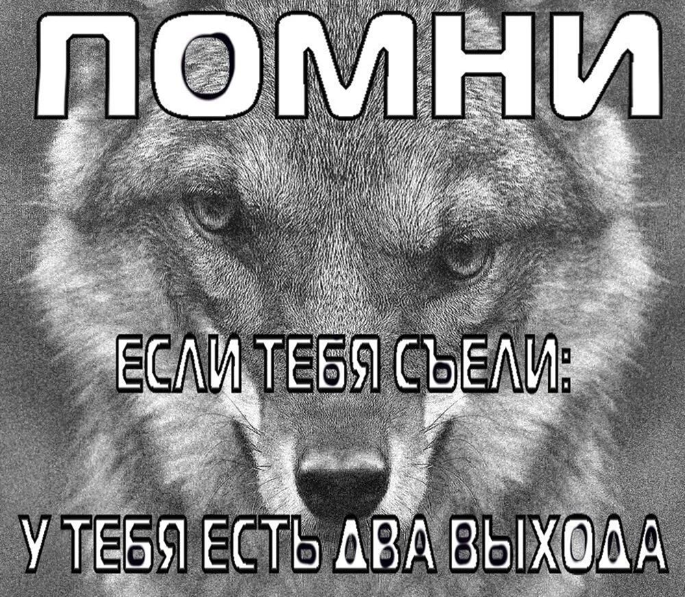 Цитаты волка