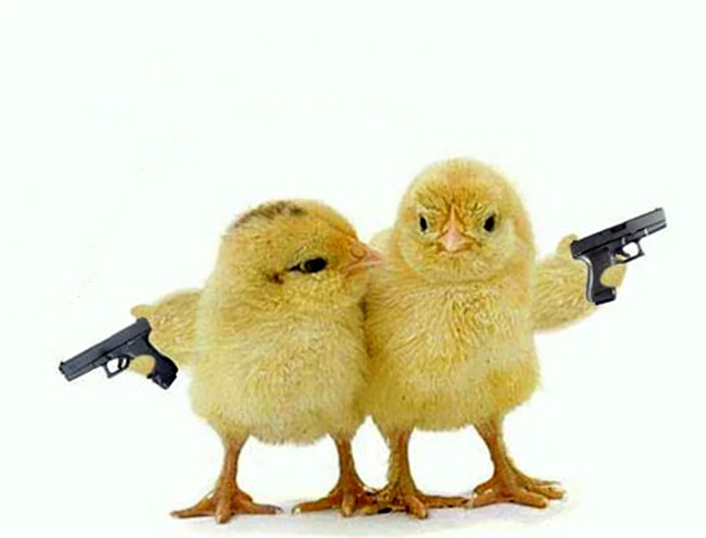 Цыпленок с пистолетом