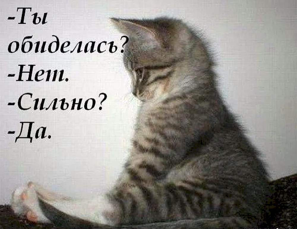 Обиженный кот с надписью. Котики с надписями. Обиделась нет сильно да. Ты обиделась нет сильно да.