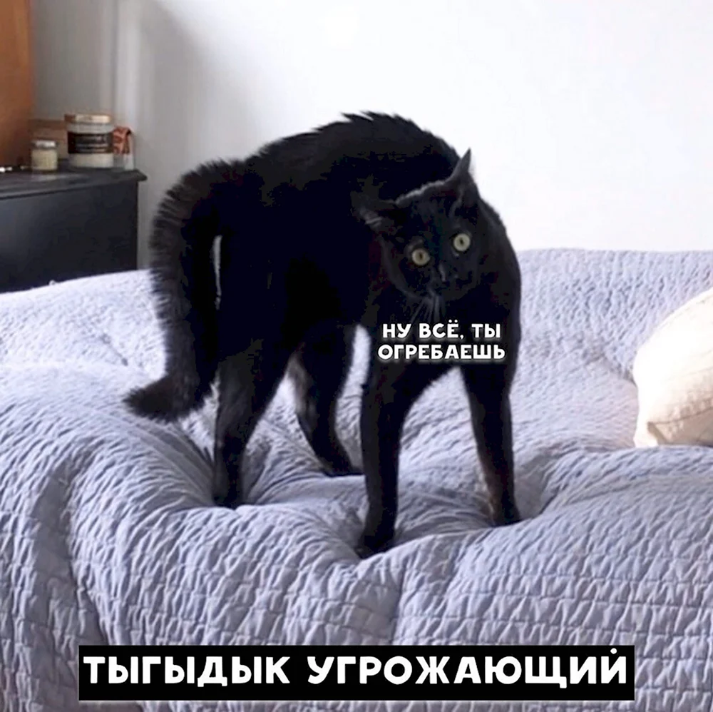 Тыгдык кот