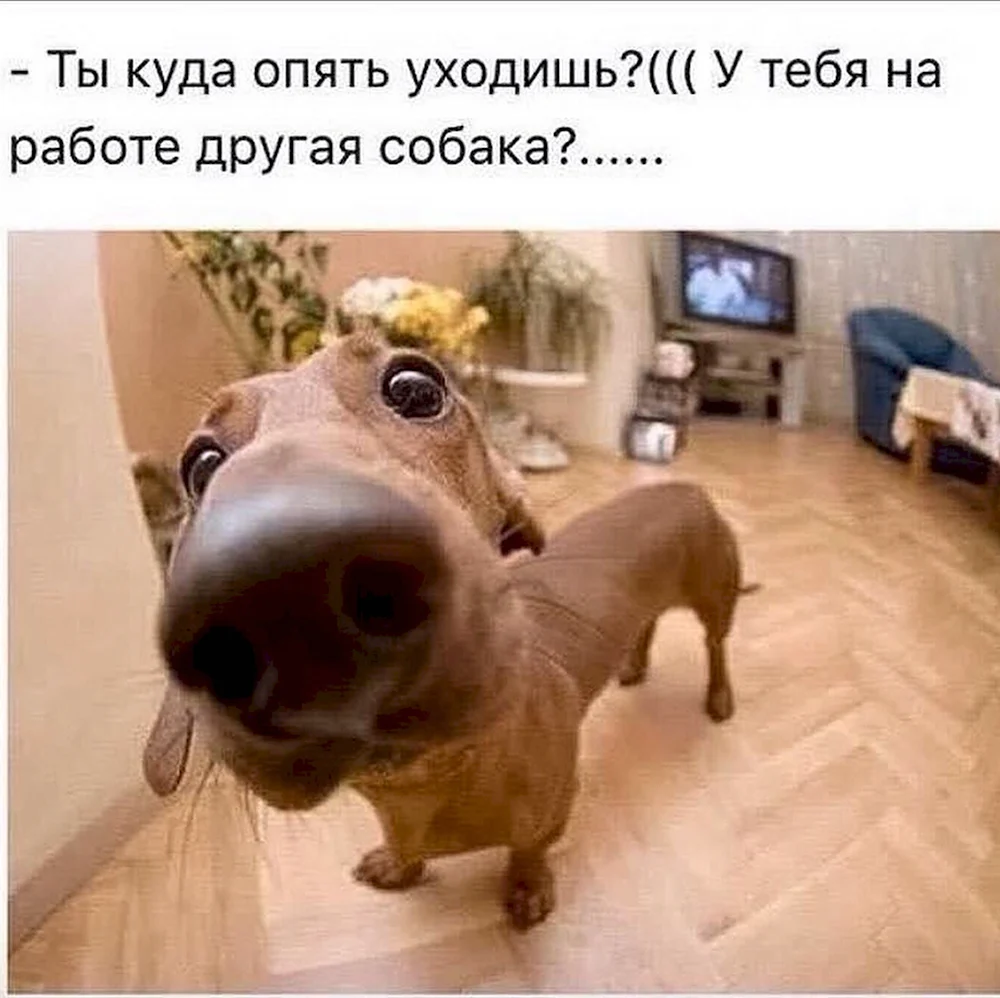 У тебя другая собака