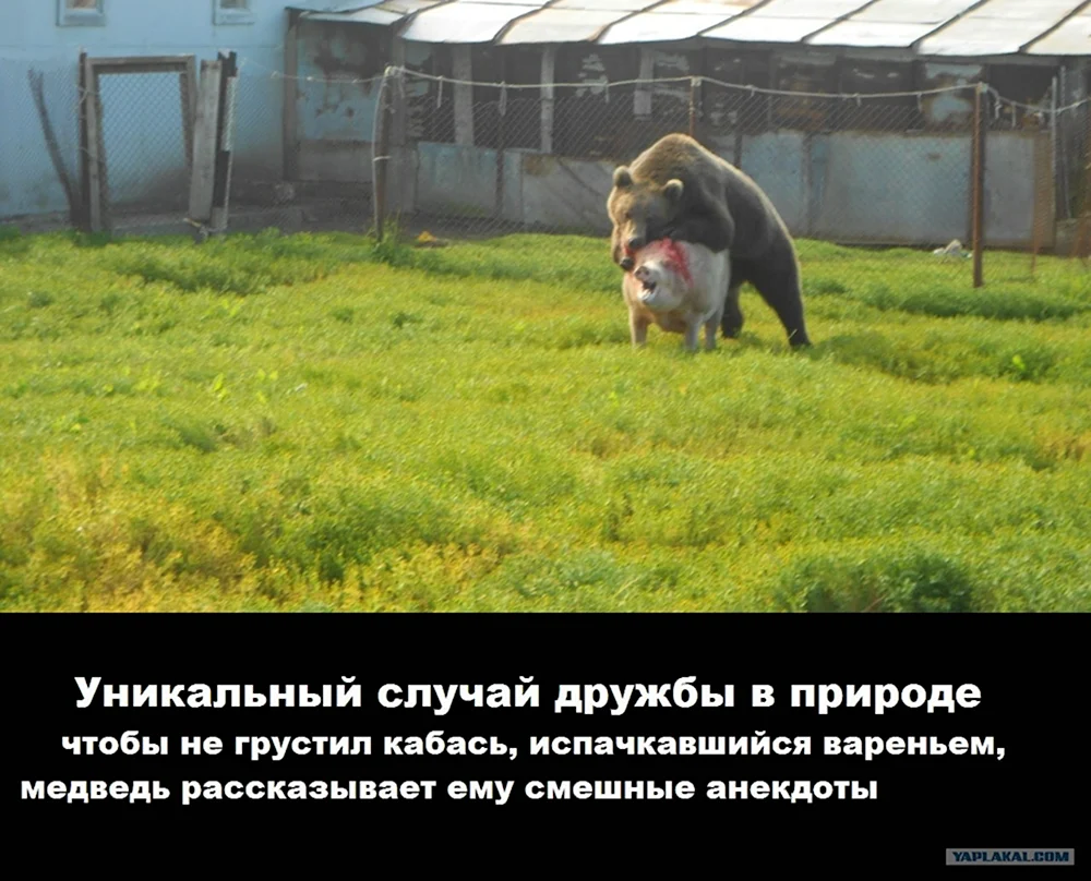 Украинская свинья демотиватор