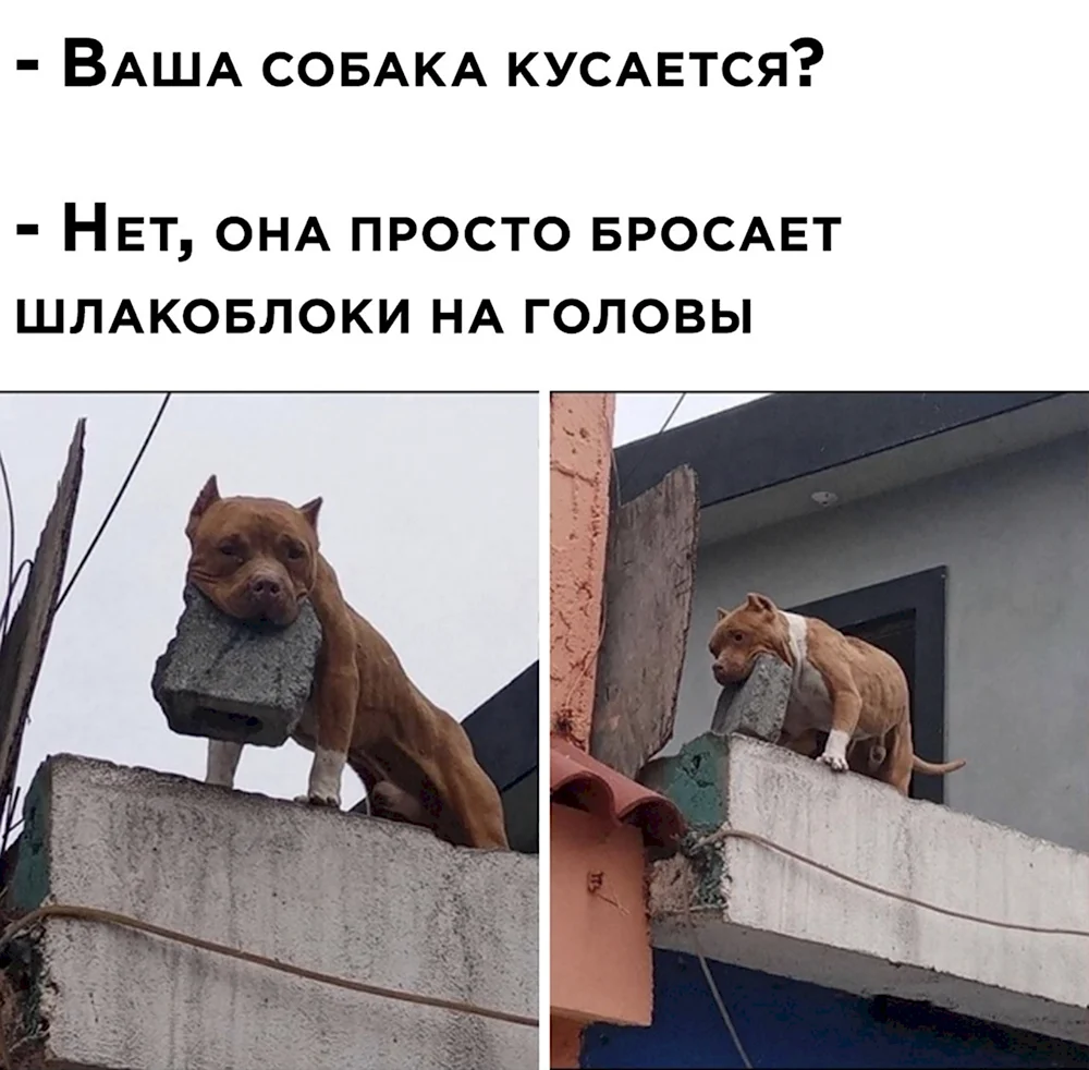 Ваша собака кусается