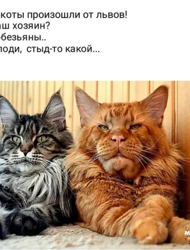 Васька а коты от кого произошли