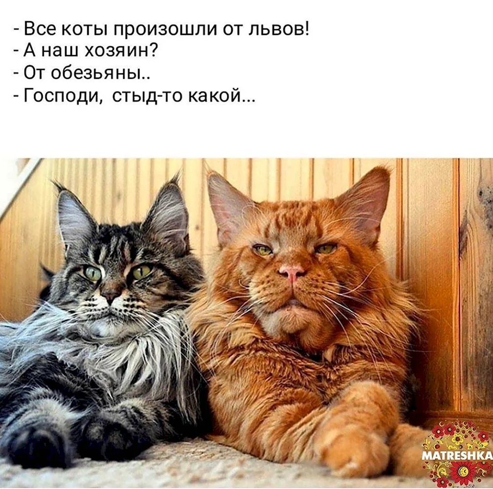 Васька а коты от кого произошли