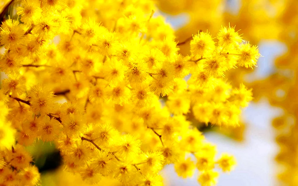 Весенние цветы желтые Мимоза