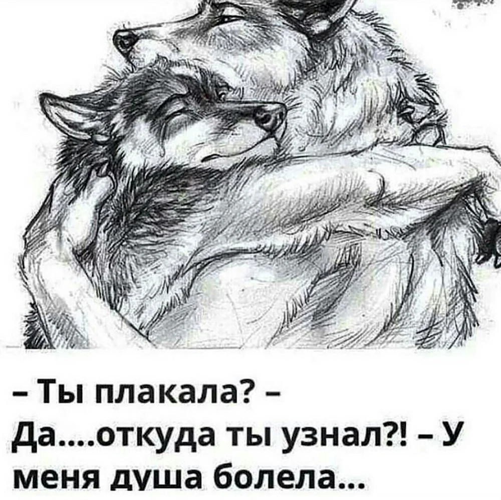 Волк любит одну волчицу
