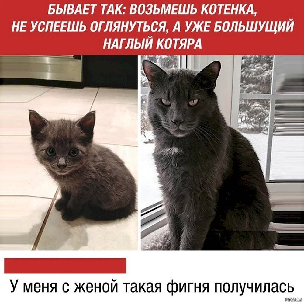 Возьмите котика