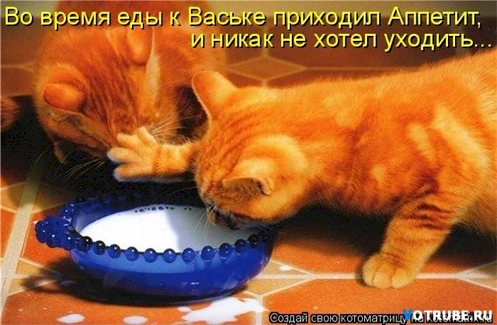 Жадный котик