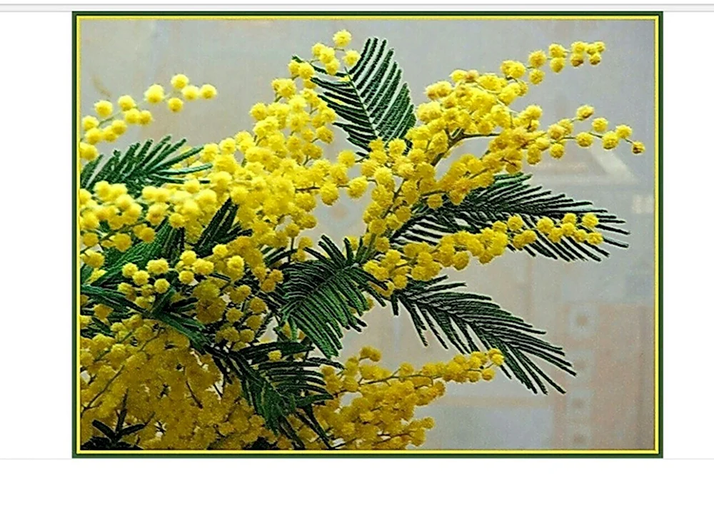 Желтые цветы Мимоза