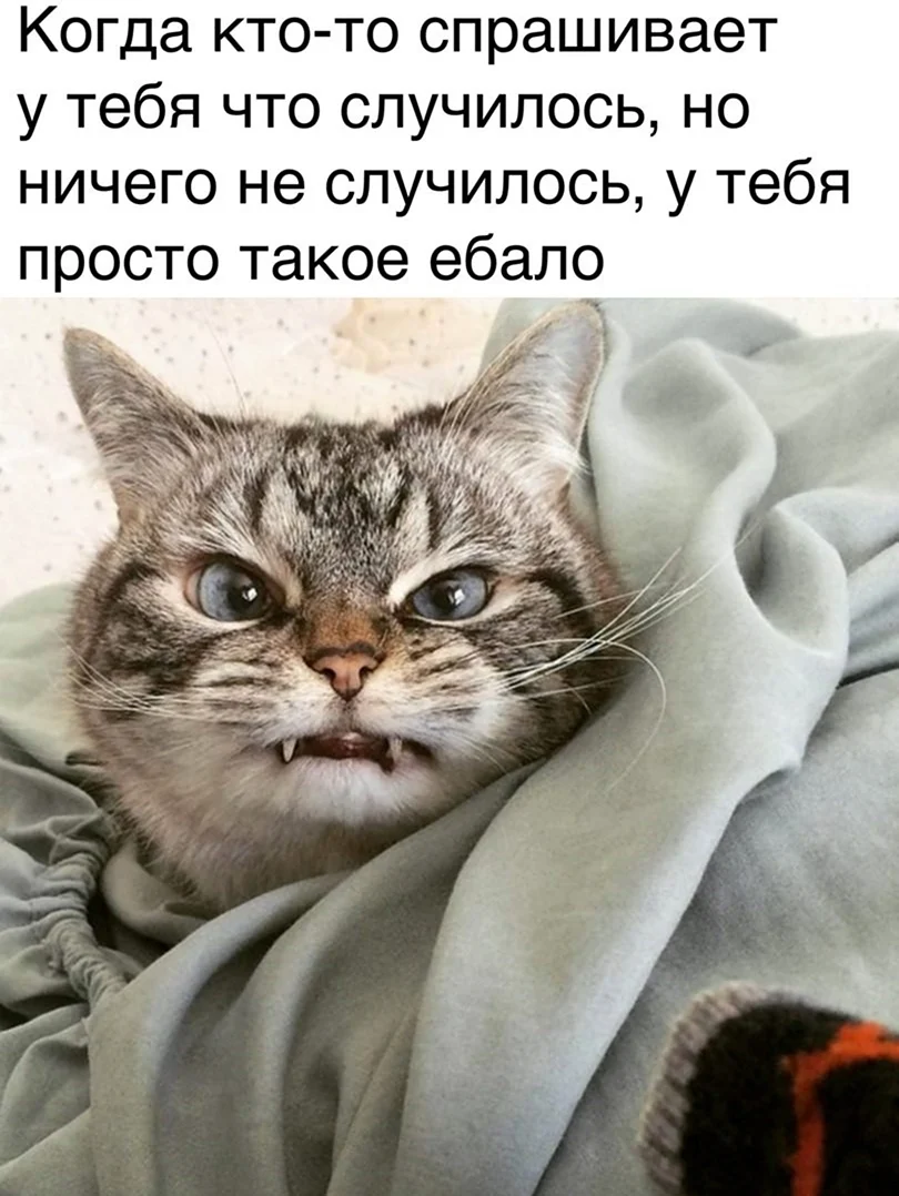 Злой кот