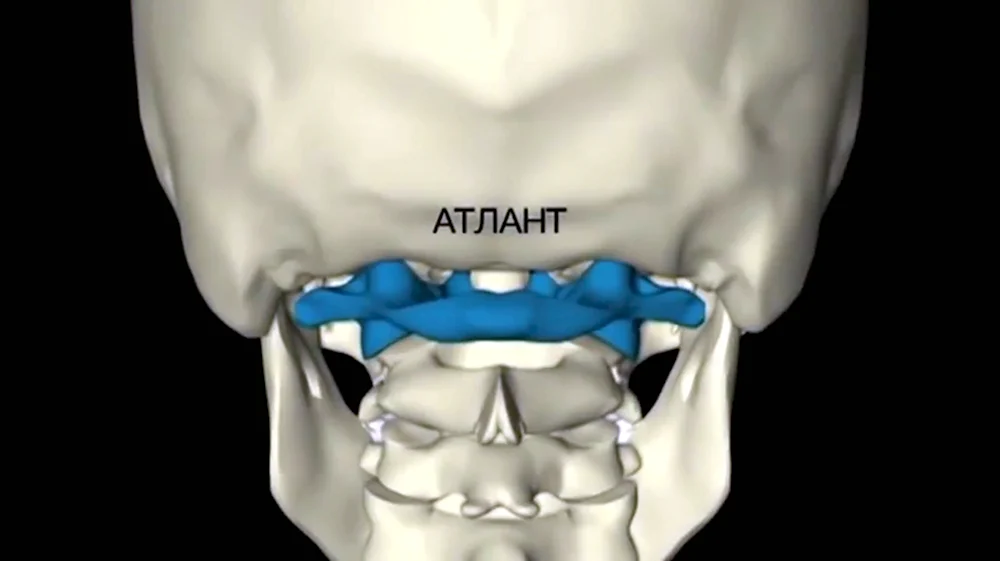 1 Позвонок Атлант