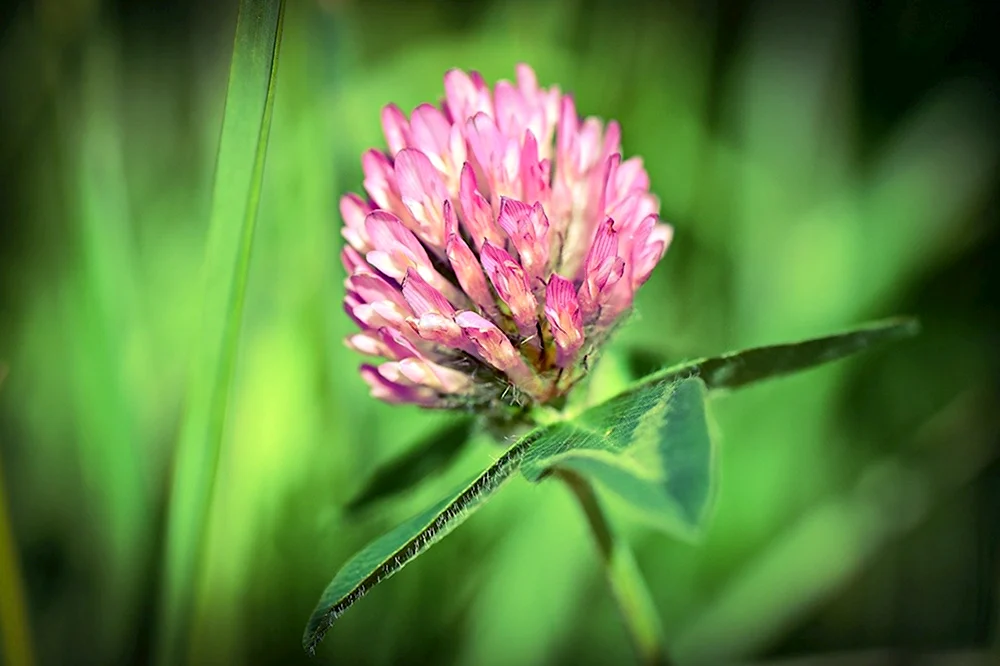 1. Клевер Луговой Trifolium pratense l.