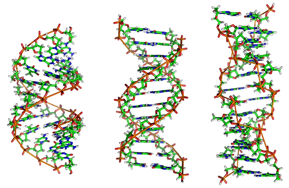 A B Z формы ДНК