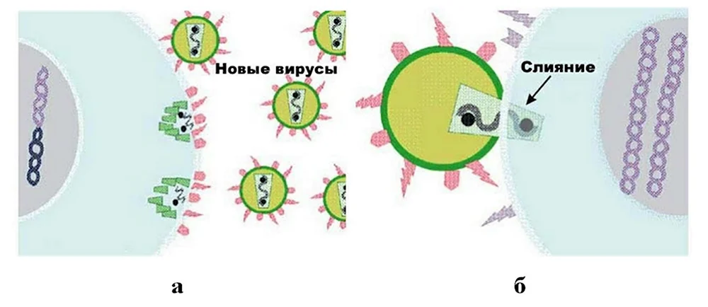 Адсорбция вириона на клетке