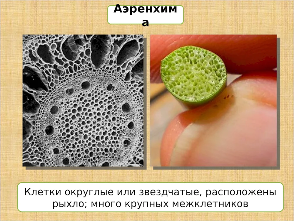 Аэренхима ткань растений
