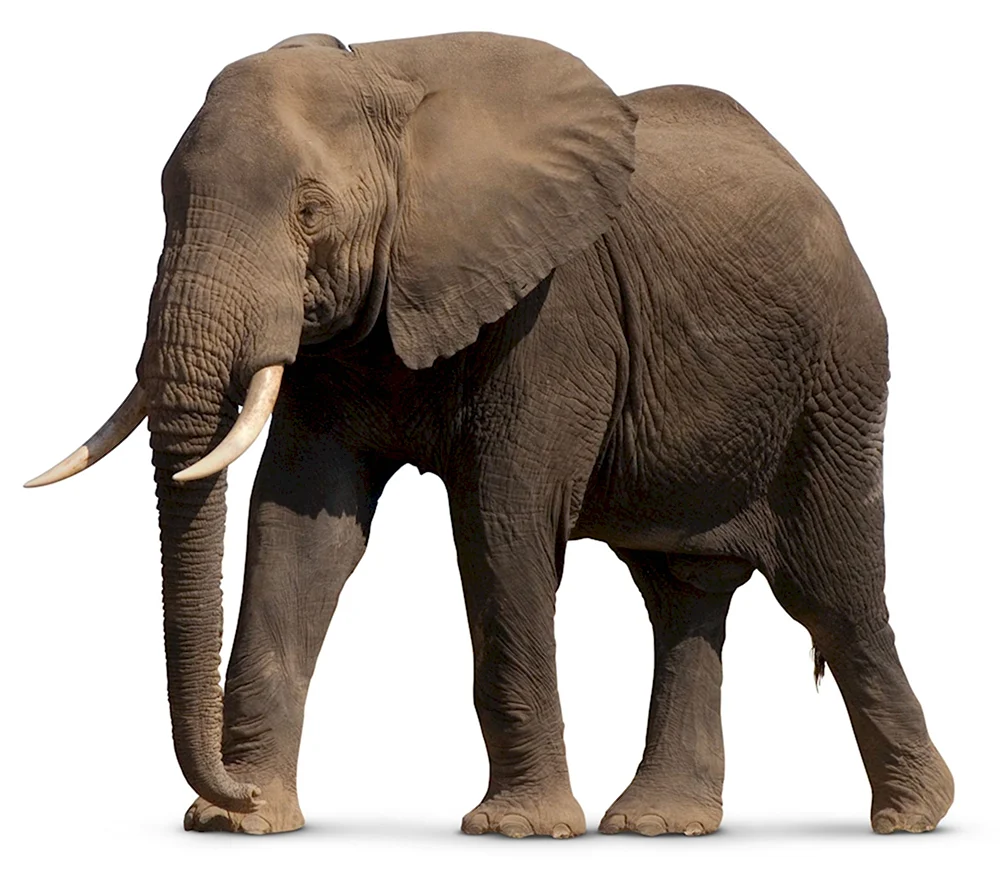Африканский слон на белом фоне