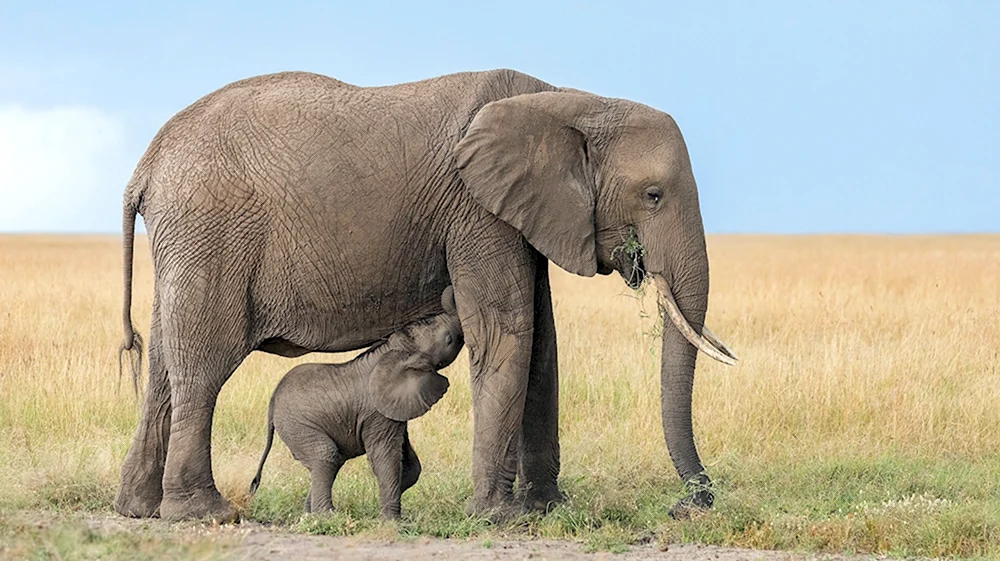 Африканский слон самка
