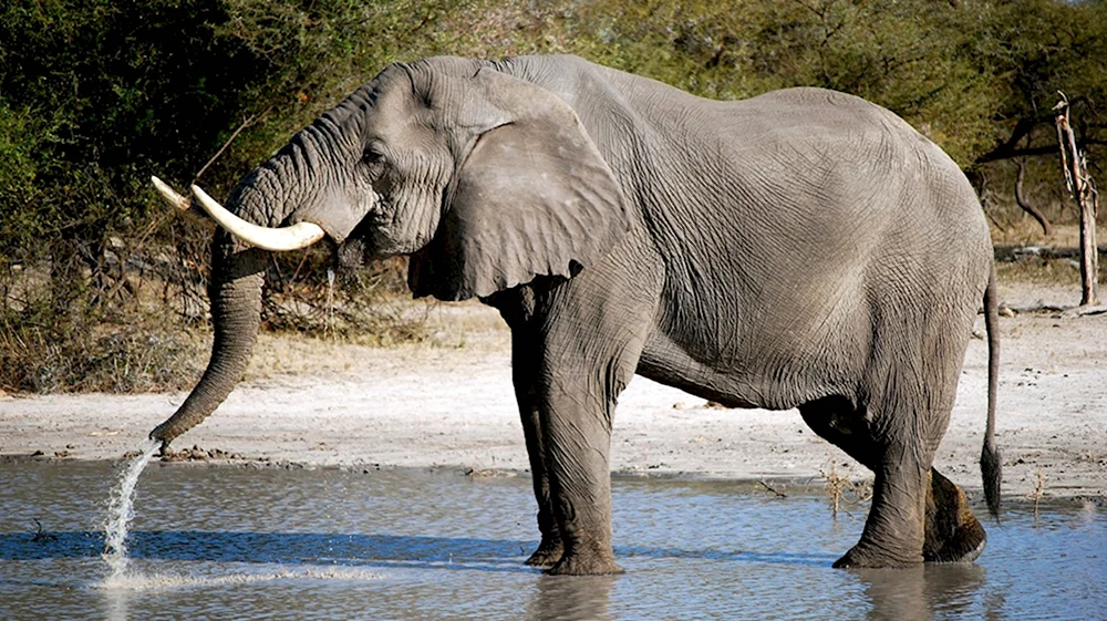 Африканский слон сбоку