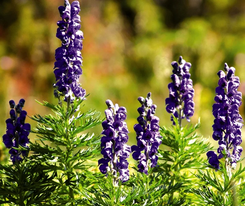 Aconitum / Аконит (борец) ’. Цветок Аконит джунгарский. Аконит (борец клобучковый) Рубеллум. Аконит клобучковый синий.