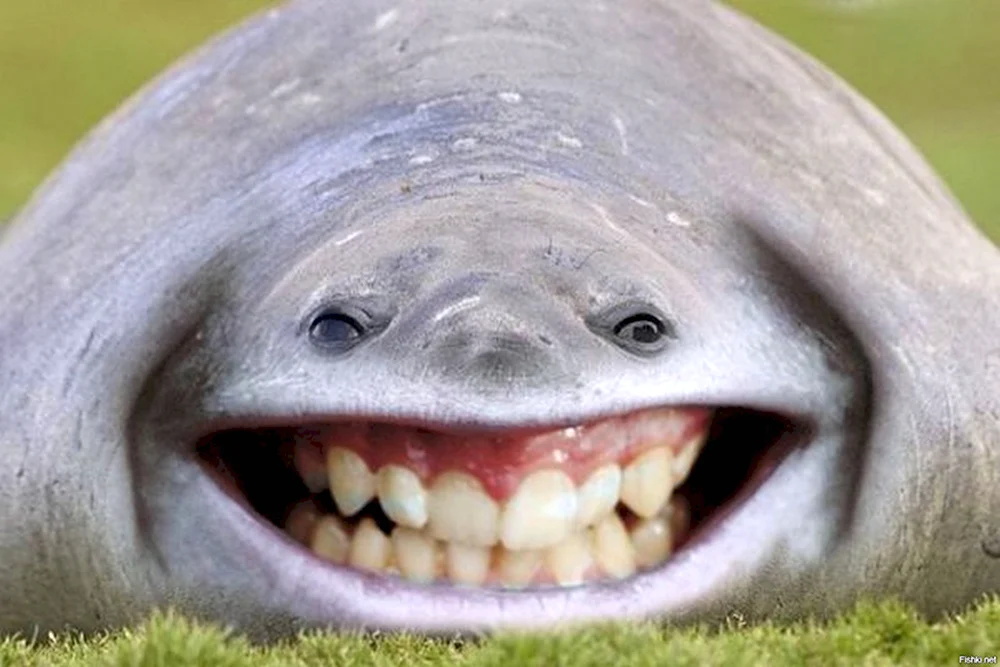 Акула с человеческими зубами