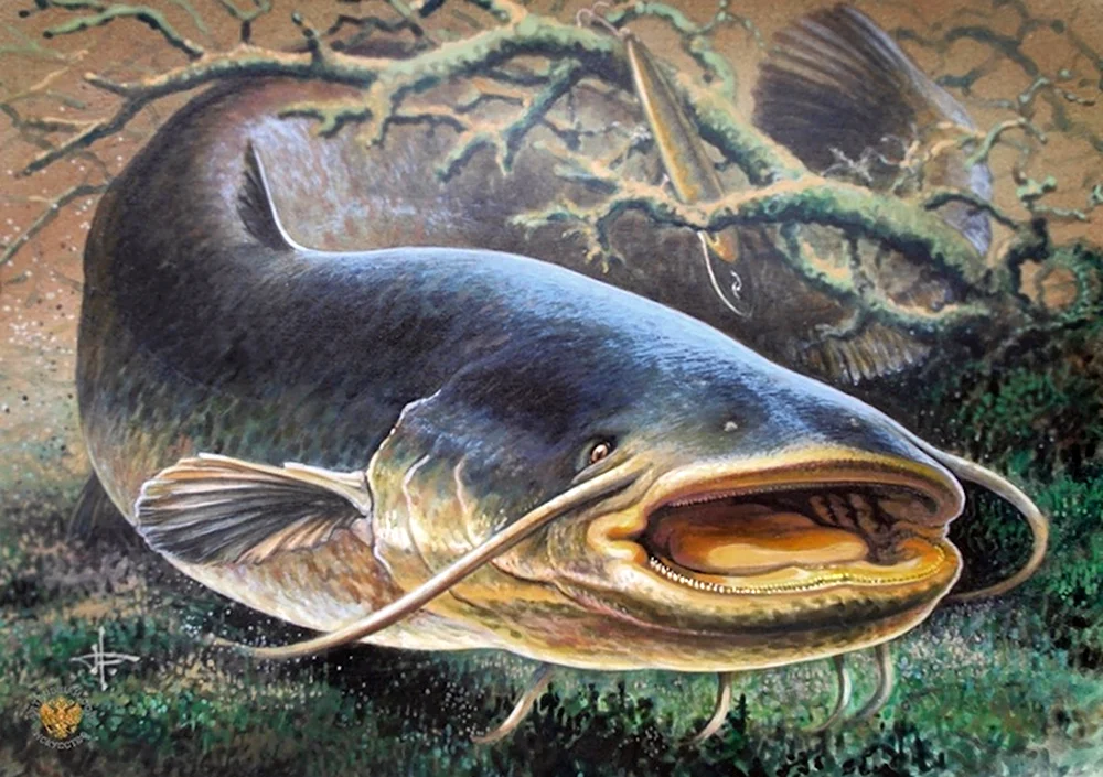 Александр Дегтев рыба