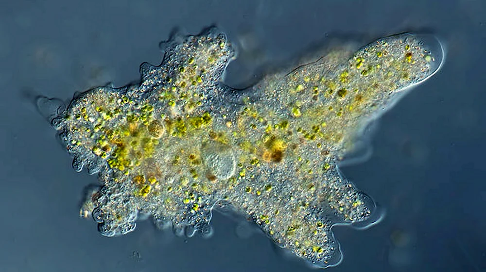 Амеба Протей микроскоп