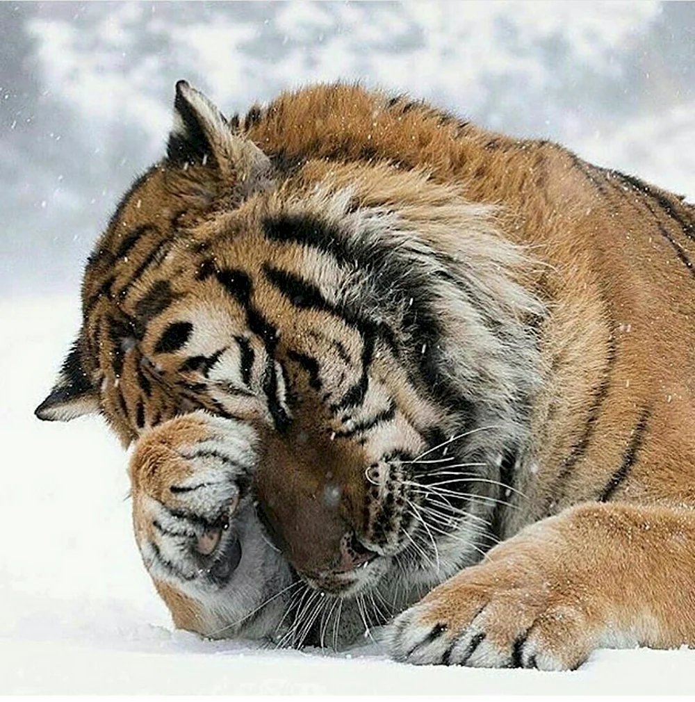 Амурский тигр ревёт