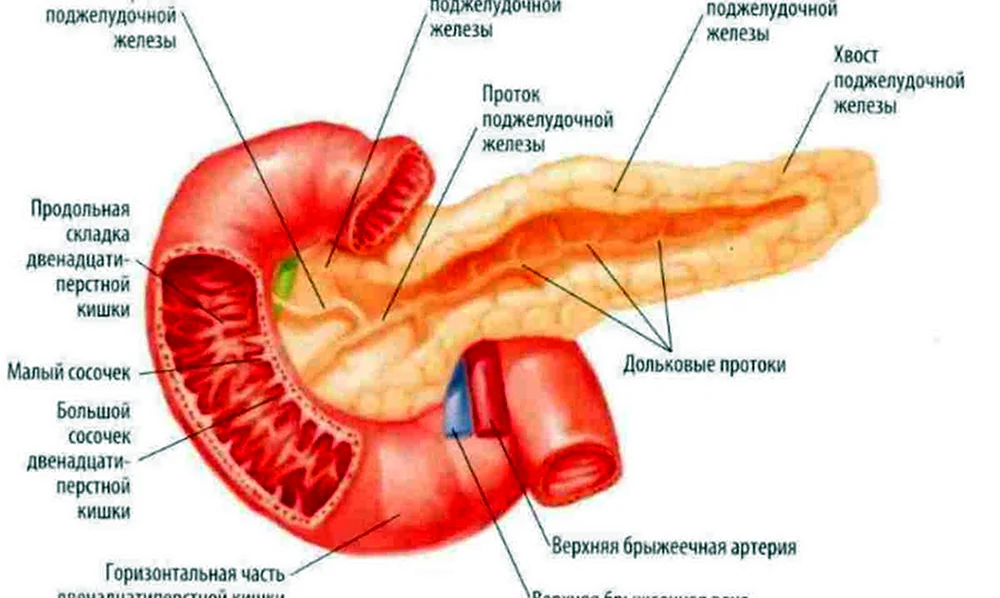 Анатомическая структура желудочной железы