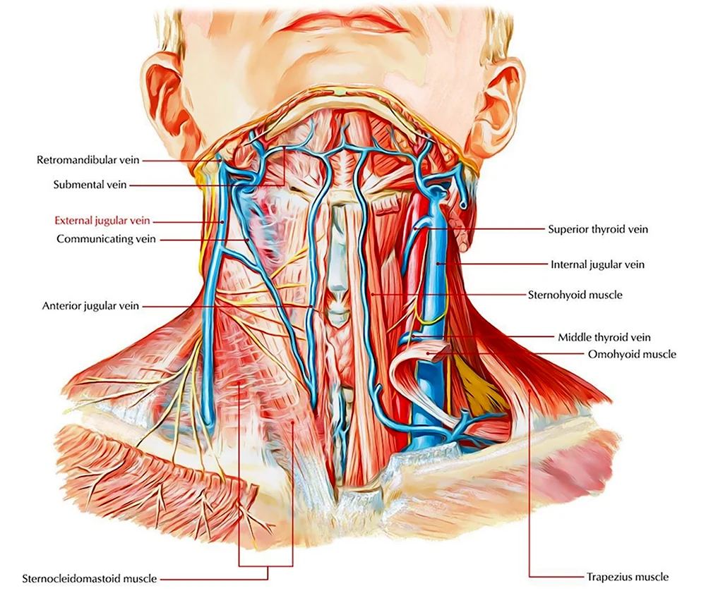 Анатомическое строение шеи человека