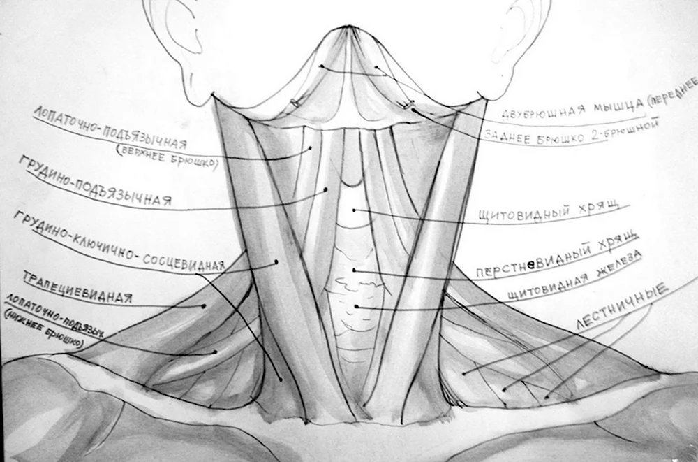 Анатомия Баммес мышцы шеи