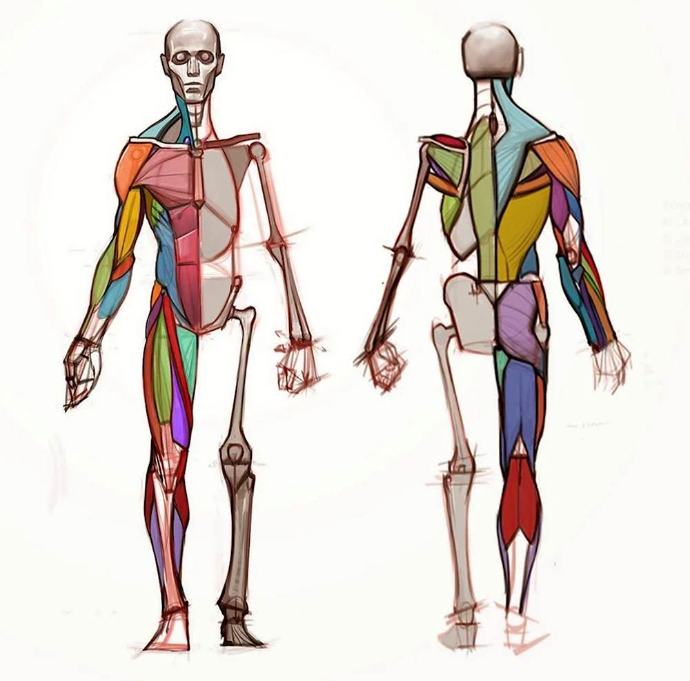 Анатомия человека мышцы для художников